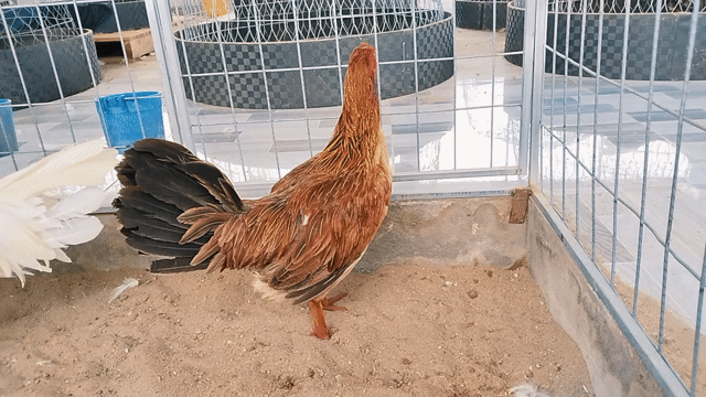 Gà F1 điều cái 2.9kg. Mua bán Gà tại Huyện Mỹ Tú Sóc Trăng được đăng bởi Tiền Gà  hình 1