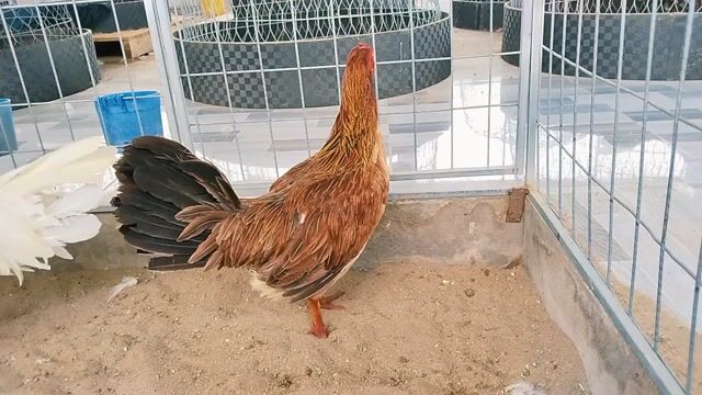 Gà F1 điều cái 2.9kg. Mua bán Gà tại Huyện Mỹ Tú Sóc Trăng được đăng bởi Tiền Gà  hình 1