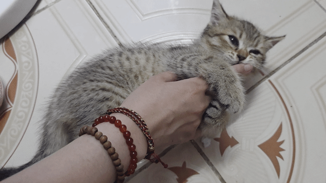 Mèo Tabby Anh lông ngắn đực 2 tháng xám vằn. Mua bán Mèo tại Quận Long Biên Hà Nội được đăng bởi Quỳnh Liên hình 1