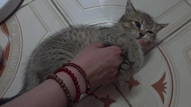 Mèo Tabby Anh lông ngắn đực 2 tháng xám vằn. Mua bán Mèo tại Quận Long Biên Hà Nội được đăng bởi Quỳnh Liên hình 1