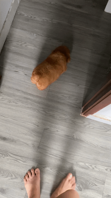 poodle giới tính cái. Mua bán Chó tại Quận 12 Tp Hồ Chí Minh được đăng bởi Nguyễn Nguyễn hình 1
