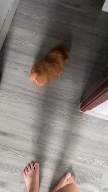 poodle giới tính cái. Mua bán Chó tại Quận 12 Tp Hồ Chí Minh được đăng bởi Nguyễn Nguyễn hình 1