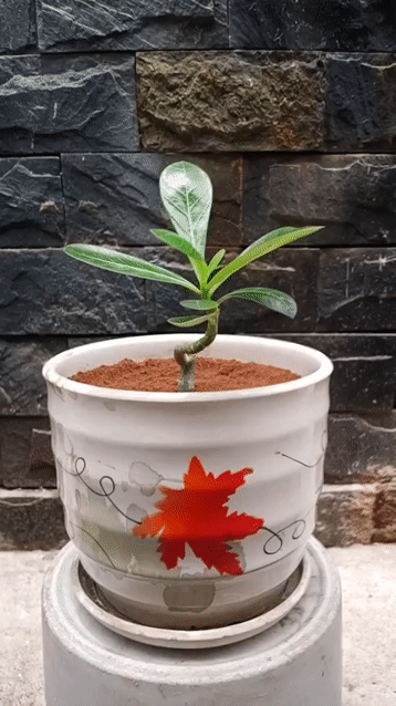 1 Chậu Cây Sứ 3 Tháng Tuổi.. Mua bán Cây cảnh, đồ trang trí tại Quận Tân Bình Tp Hồ Chí Minh được đăng bởi Bách Hóa Philip hình 1