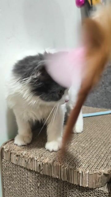 HCM Vũng Tàu bánALD tai cụp mũi hồng tiêm đủ cá rẻ. Mua bán Mèo tại Quận 5 Tp Hồ Chí Minh được đăng bởi Miss An hình 1