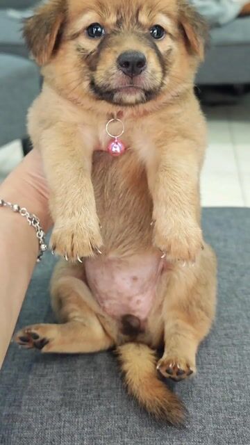 Gái Nhật lai cưng xỉu vàng đẹp chào sen hen🌞🌞. Mua bán Chó tại Huyện Hóc Môn Tp Hồ Chí Minh được đăng bởi Ánh Dương Pet hình 1