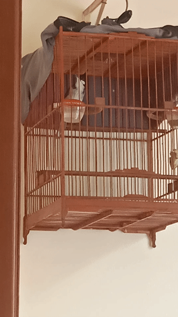 Chim chào mào đực hơn 1 vụ hót mau mỏ. Mua bán Chim tại Huyện Hoài Đức Hà Nội được đăng bởi Ngọc Hải hình 1