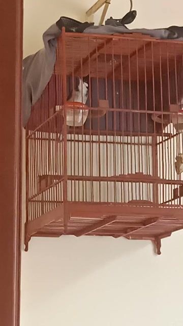 Chim chào mào đực hơn 1 vụ hót mau mỏ. Mua bán Chim tại Huyện Hoài Đức Hà Nội được đăng bởi Ngọc Hải hình 1