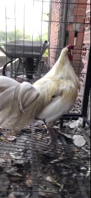 Gà bướm Trắng 3kg hơn. Mua bán Gà tại Quận Tân Phú Tp Hồ Chí Minh được đăng bởi Đức hình 1