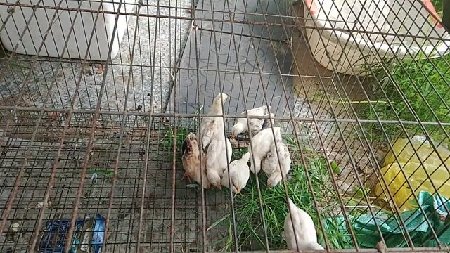 Gà Serama 2 tháng 4 trống 4 mái. Mua bán Gà tại Huyện Phong Điền Cần Thơ được đăng bởi Vinh Mai hình 1