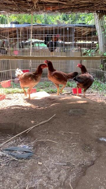 3 con mái nồi asiu  1.7-2kg. Mua bán Gà tại Huyện Nhà Bè Tp Hồ Chí Minh được đăng bởi Long hình 1