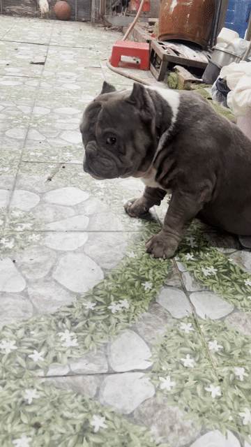 Chó Bully đực Xám trắng. Mua bán Chó tại Huyện Đức Hòa Long An được đăng bởi Thuý Oanh hình 1