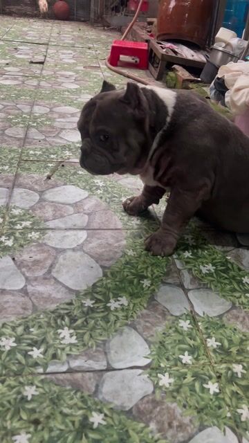 Chó Bully đực Xám trắng. Mua bán Chó tại Huyện Đức Hòa Long An được đăng bởi Thuý Oanh hình 1