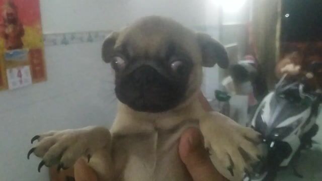 Bé pug gái. Mua bán Chó tại Quận 8 Tp Hồ Chí Minh được đăng bởi Pé Heo hình 1