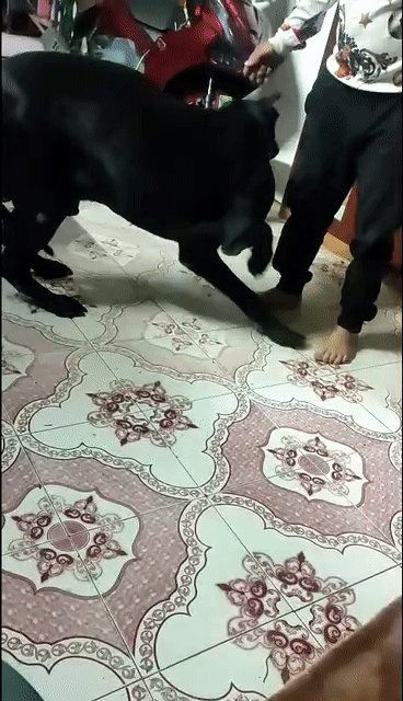 Chó Labrador Đen. Mua bán Chó tại Quận Lê Chân Hải Phòng được đăng bởi Thảo Trần  hình 1