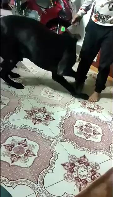 Chó Labrador Đen. Mua bán Chó tại Quận Lê Chân Hải Phòng được đăng bởi Thảo Trần  hình 1