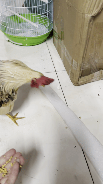 Gà Tre bắc  trống 10 tháng có GL gà thịt 3kg. Mua bán Gà tại Quận Phú Nhuận Tp Hồ Chí Minh được đăng bởi Duc hình 1