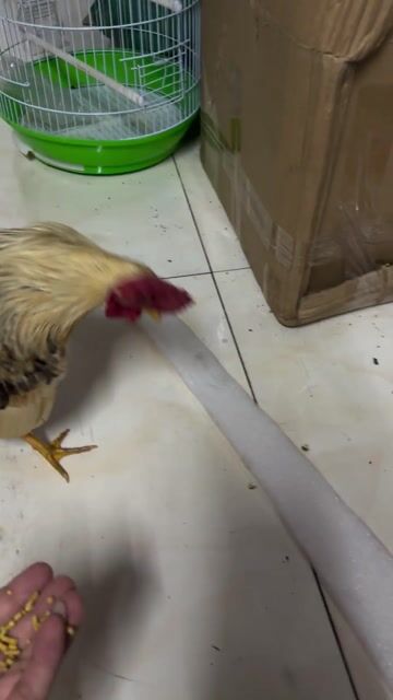 Gà Tre bắc  trống 10 tháng có GL gà thịt 3kg. Mua bán Gà tại Quận Phú Nhuận Tp Hồ Chí Minh được đăng bởi Duc hình 1