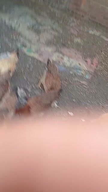 Gà mái ta lai chân vàng. Mua bán Gà tại Huyện Bình Chánh Tp Hồ Chí Minh được đăng bởi Bin Bin hình 1