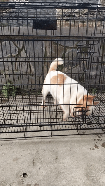 Bé trai. Mua bán Chó tại Thành phố Mỹ Tho Tiền Giang được đăng bởi Quoc Phong hình 1