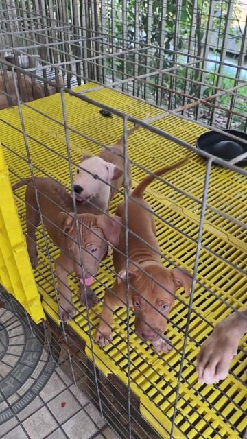 Chó Pitbull đực cái 2 tháng. Mua bán Chó tại Quận Ninh Kiều Cần Thơ được đăng bởi Penta Store hình 1