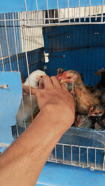 Gà kiểng Đa dạng. Mua bán Gà tại Huyện Mỏ Cày Nam Bến Tre được đăng bởi a lữ hình 1