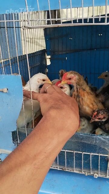 Gà kiểng Đa dạng. Mua bán Gà tại Huyện Mỏ Cày Nam Bến Tre được đăng bởi a lữ hình 1
