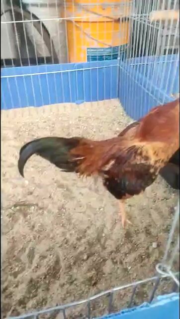 Gà tre Bắc tít. Mua bán Gà tại Quận Cẩm Lệ Đà Nẵng được đăng bởi Toan tuan ngoc hình 1