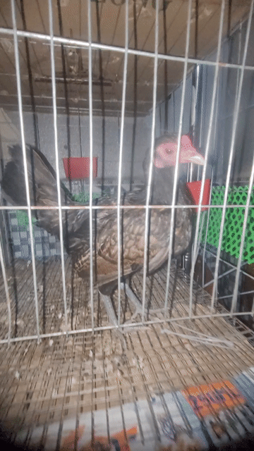 Gà tre Jap Mỹ Nâu đen . Mua bán Gà tại Huyện Hóc Môn Tp Hồ Chí Minh được đăng bởi Hoàng hình 1