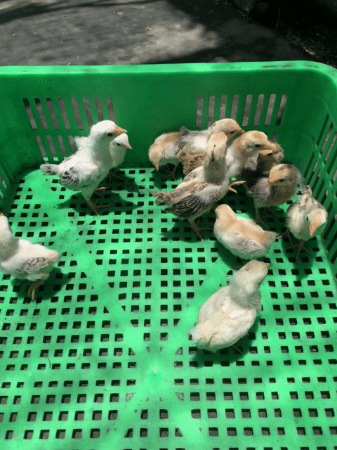 gà tre bắc cộc và tít. Mua bán Gà tại Quận Cái Răng Cần Thơ được đăng bởi Vinh gà kiểng Vĩnh Long hình 1