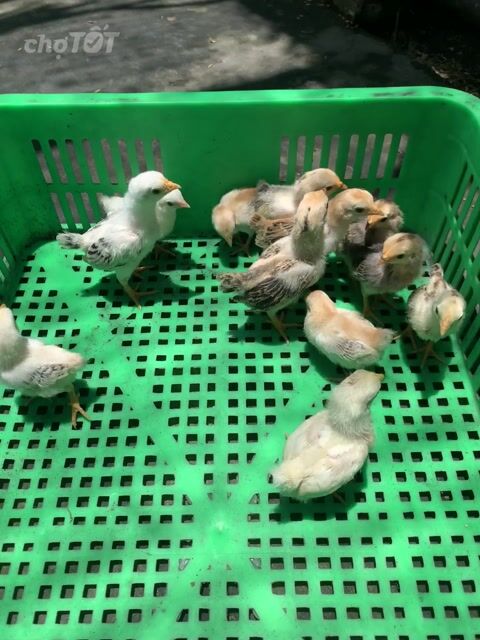 gà tre bắc cộc và tít. Mua bán Gà tại Quận Cái Răng Cần Thơ được đăng bởi Vinh gà kiểng Vĩnh Long hình 1