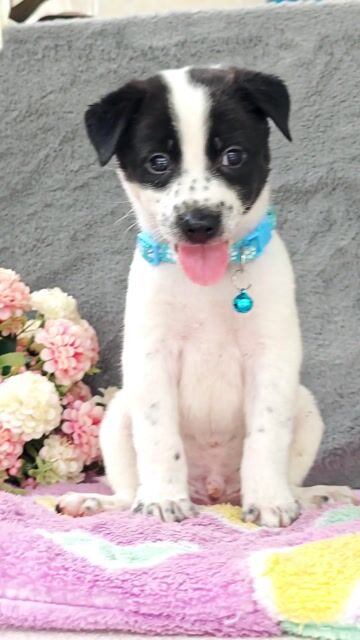 Trai đẹp Nhật F đáng yêu chào sen😘. Mua bán Chó tại Huyện Hóc Môn Tp Hồ Chí Minh được đăng bởi Smile Pet hình 1