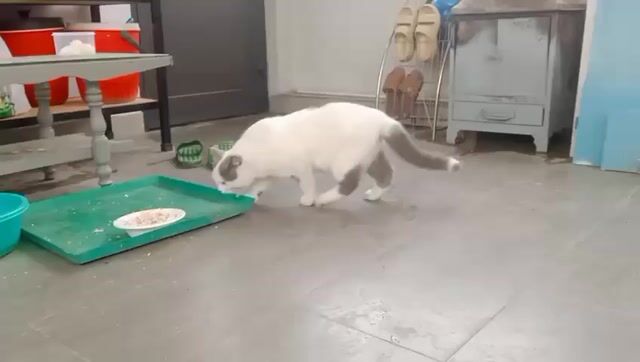 Tìm chủ mới cho mèo Tây xinh. Mua bán Mèo tại Huyện Hoài Đức Hà Nội được đăng bởi Quang Hợp hình 1