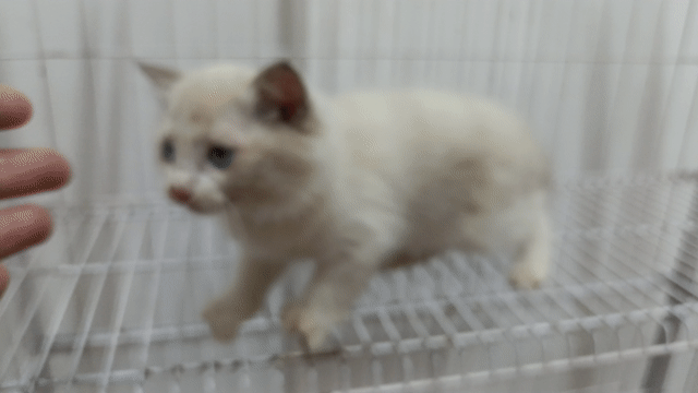 Mèo ragdoll lai cái xinh tìm chủ. Mua bán Mèo tại Huyện Đan Phượng Hà Nội được đăng bởi Tạo hình 1