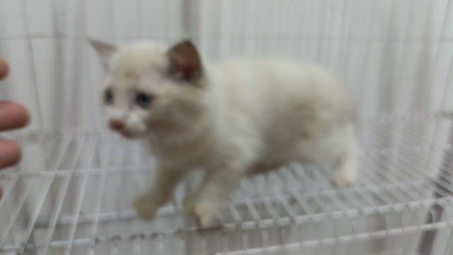 Mèo ragdoll lai cái xinh tìm chủ. Mua bán Mèo tại Huyện Đan Phượng Hà Nội được đăng bởi Tạo hình 1