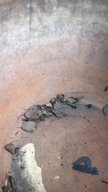 Chậu chữ tàu cổ xưa. Mua bán Cây cảnh, đồ trang trí tại Thành phố Dĩ An Bình Dương được đăng bởi Khôi Nguyen hình 1