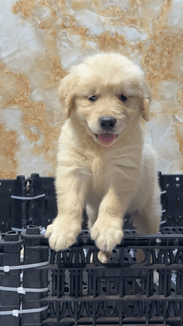 Chó Golden Retriever Vàng kem Đã Tim Ngừa. Mua bán Chó tại Huyện Bình Chánh Tp Hồ Chí Minh được đăng bởi Ken péthop hình 1