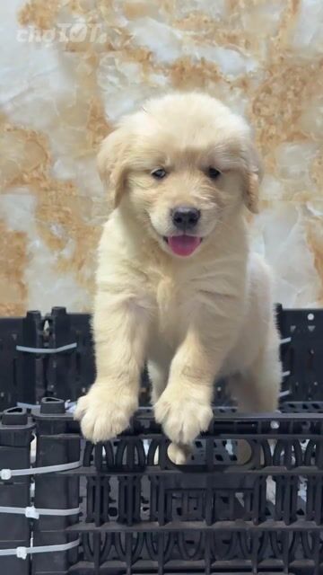 Chó Golden Retriever Vàng kem Đã Tim Ngừa. Mua bán Chó tại Huyện Bình Chánh Tp Hồ Chí Minh được đăng bởi Ken péthop hình 1