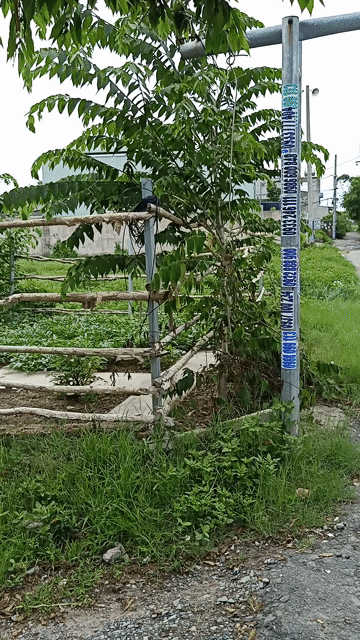 Mua bán Đất Huyện Bình Chánh Tp Hồ Chí Minh diện tích 72.5 m² giá 1,25 tỷ