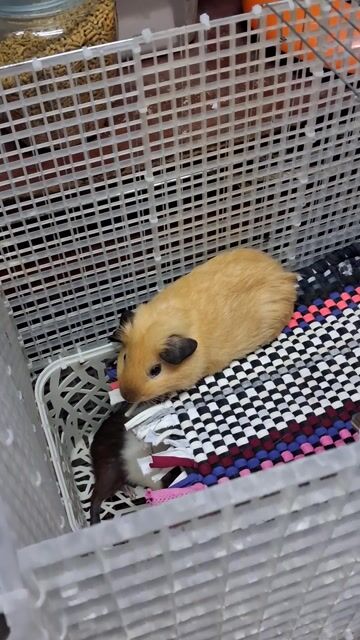 Bọ ú vàng nâu đực. Mua bán Thú cưng khác tại Quận Bình Tân Tp Hồ Chí Minh được đăng bởi Ngọc Trân hình 1