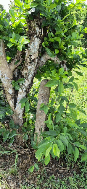 Mua bán Đất Huyện Đạ Huoai Lâm Đồng diện tích 259 m² giá 799 triệu