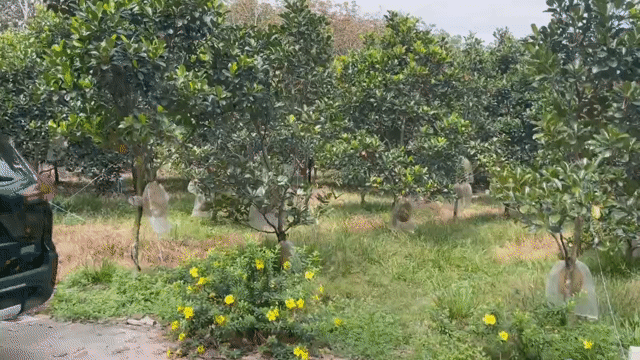 Mua bán Đất Huyện Phú Giáo Bình Dương diện tích 1700 m² giá 520 triệu