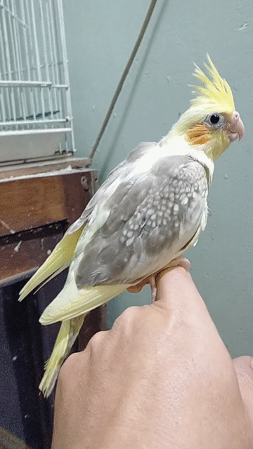 Vẹt Cockatiel non. Mua bán Chim tại Huyện Hóc Môn Tp Hồ Chí Minh được đăng bởi Baby Bird hình 1