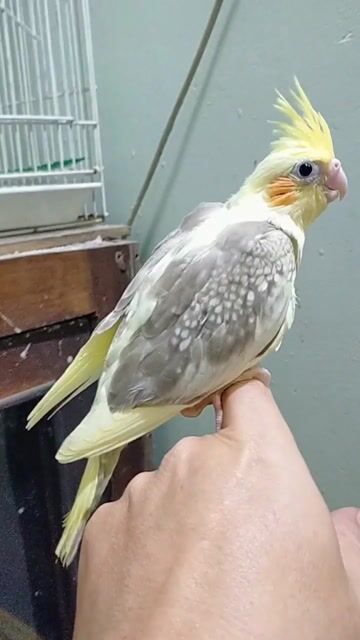 Vẹt Cockatiel non. Mua bán Chim tại Huyện Hóc Môn Tp Hồ Chí Minh được đăng bởi Baby Bird hình 1