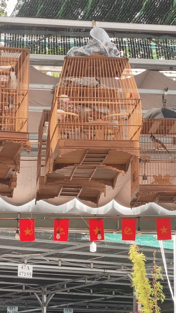 Chim chào mào đực mùa 2 lông mới. Mua bán Chim tại Quận Gò Vấp Tp Hồ Chí Minh được đăng bởi Chí Nghĩa hình 1