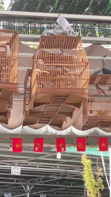 Chim chào mào đực mùa 2 lông mới. Mua bán Chim tại Quận Gò Vấp Tp Hồ Chí Minh được đăng bởi Chí Nghĩa hình 1