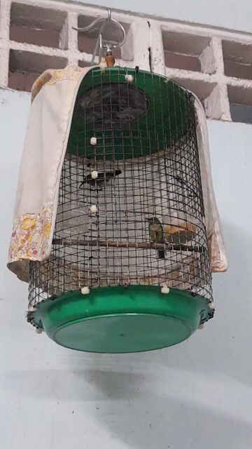 Chim 7 màu Xám Khỏe mạnh 2 con. Mua bán Chim tại Quận 11 Tp Hồ Chí Minh được đăng bởi Anh Quoc hình 1