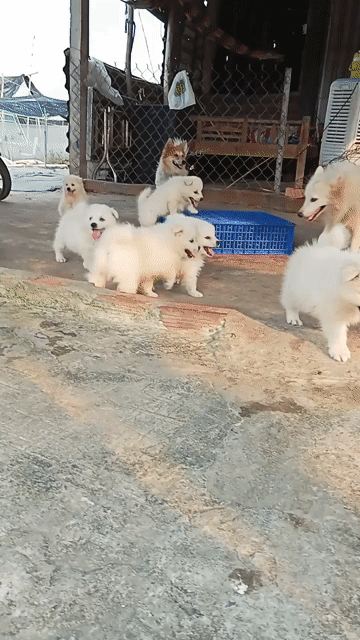 Chó Samoyed Trắng. Mua bán Chó tại Huyện Củ Chi Tp Hồ Chí Minh được đăng bởi Huỳnh Phương Ngân hình 1