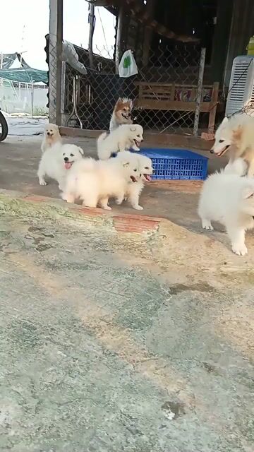 Chó Samoyed Trắng. Mua bán Chó tại Huyện Củ Chi Tp Hồ Chí Minh được đăng bởi Huỳnh Phương Ngân hình 1