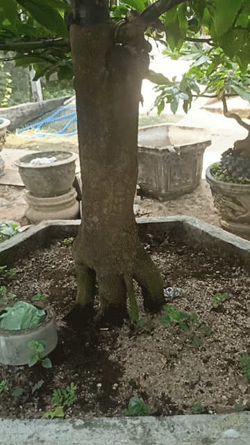 Mai đột xanh 5 cánh Thuần chậu. Mua bán Cây cảnh, đồ trang trí tại Huyện Hòa Vang Đà Nẵng được đăng bởi Doãn Ngọc hình 1
