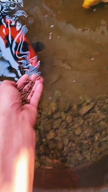 Dịch vụ Chăm sóc cá Koi, xây hồ cá koi. Dịch vụ tại Thành phố Vĩnh Long Vĩnh Long được đăng bởi Cao quang phuc hình 1